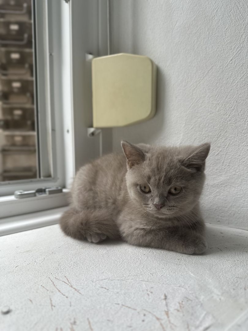 Britisch Kurzhaar Kitten