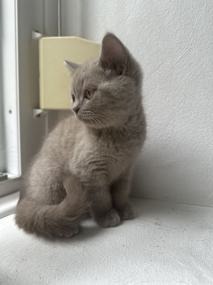 Britisch Kurzhaar Kitten
