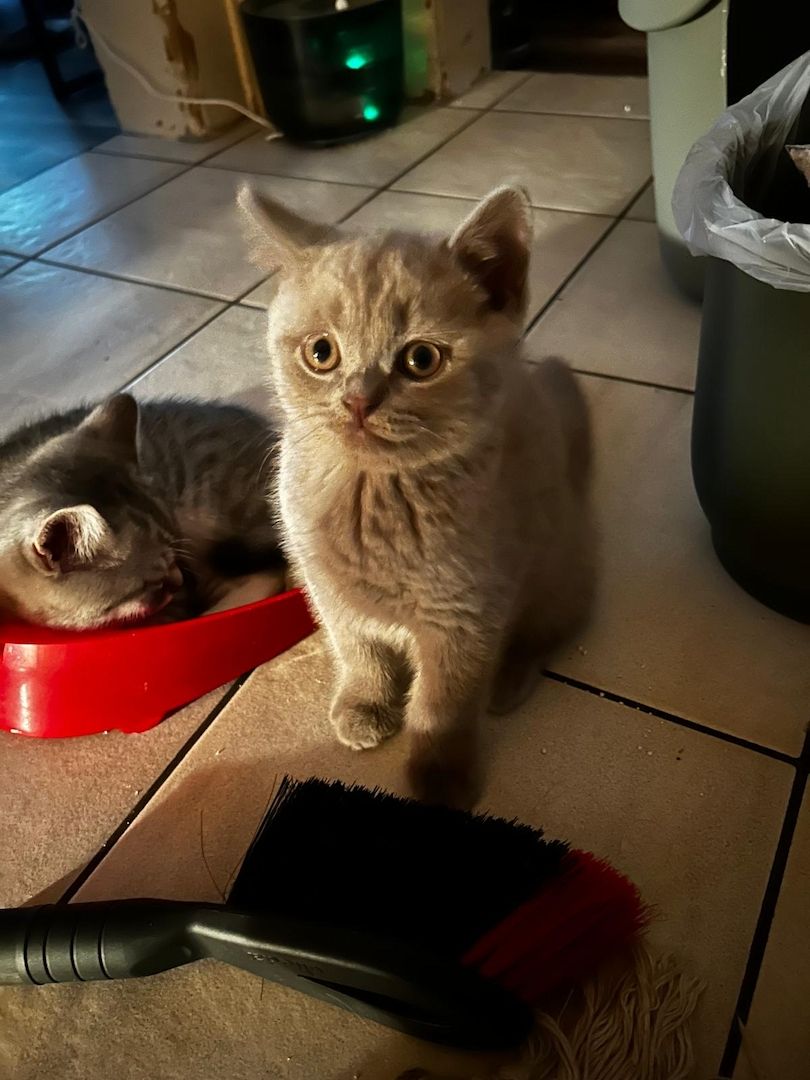 Britisch Kurzhaar Kitten