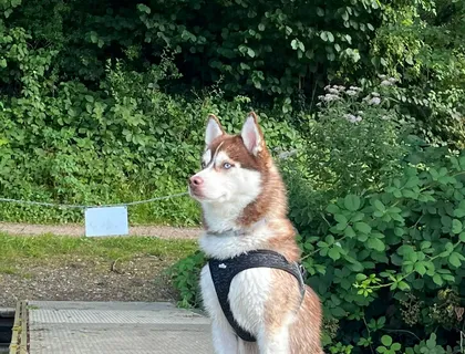 Pomsky zu Verkaufen