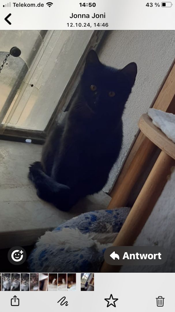 Katzenbabies / Kitten