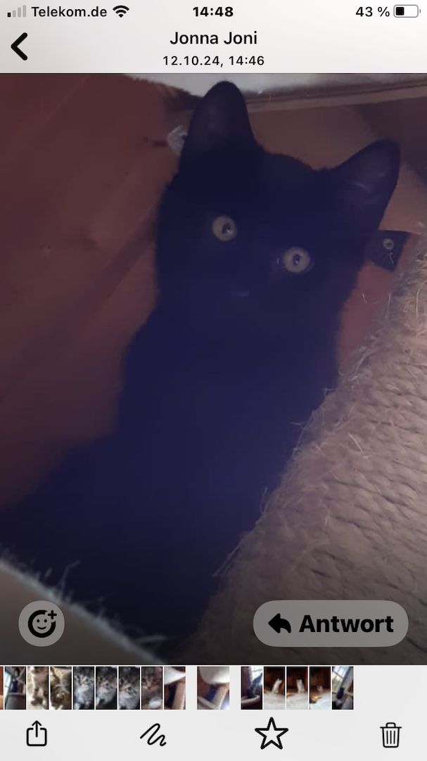 Katzenbabies / Kitten