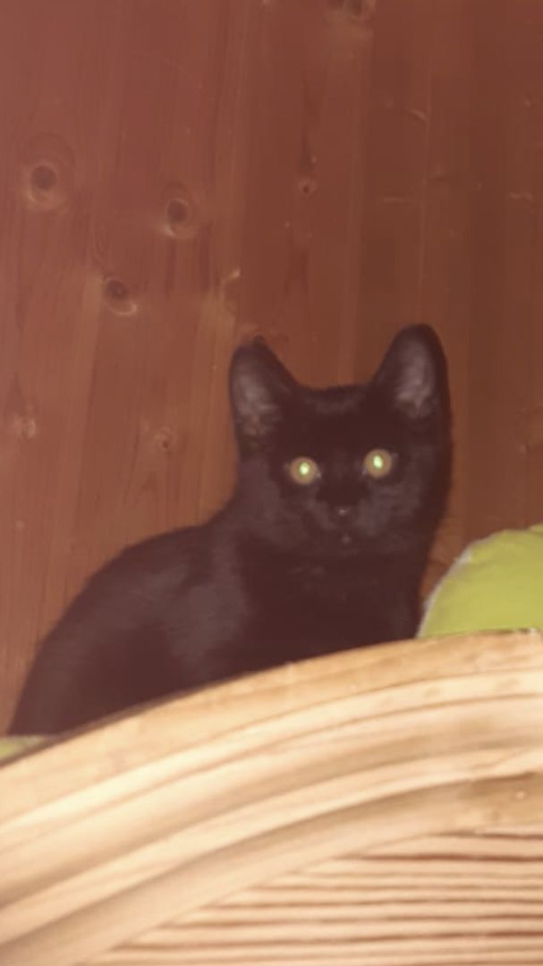 Katzenbabies / Kitten