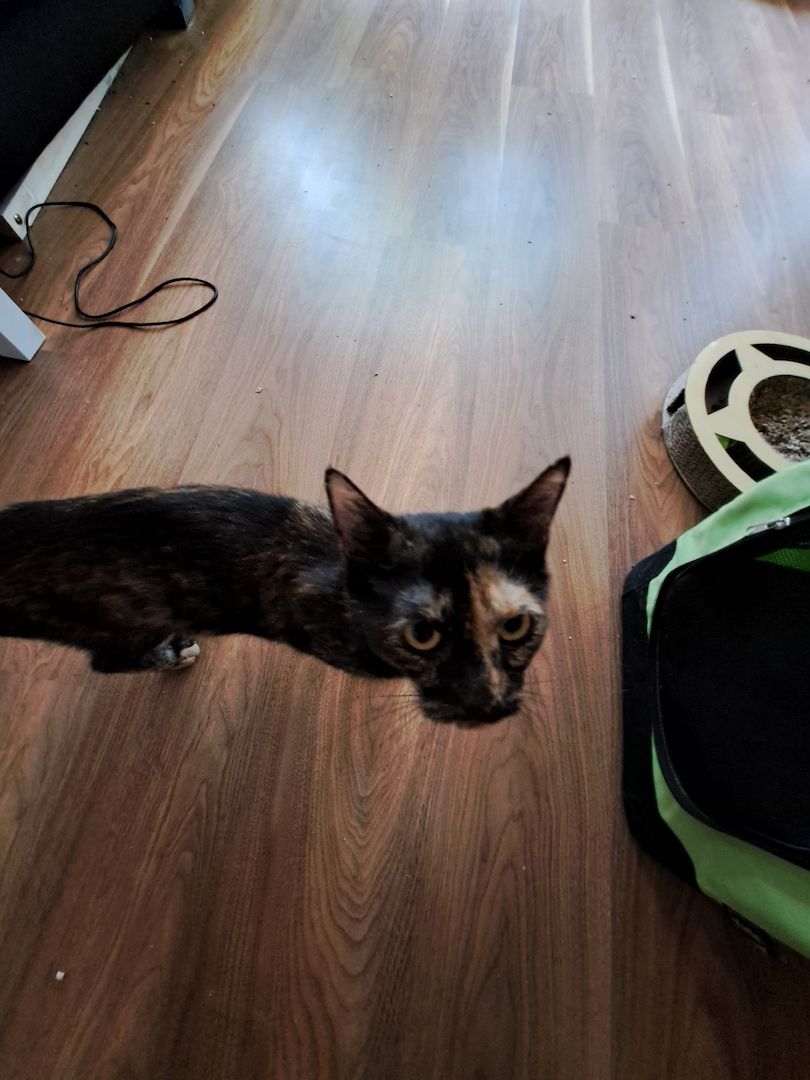 Liebevolles Zuhause gesucht!!!