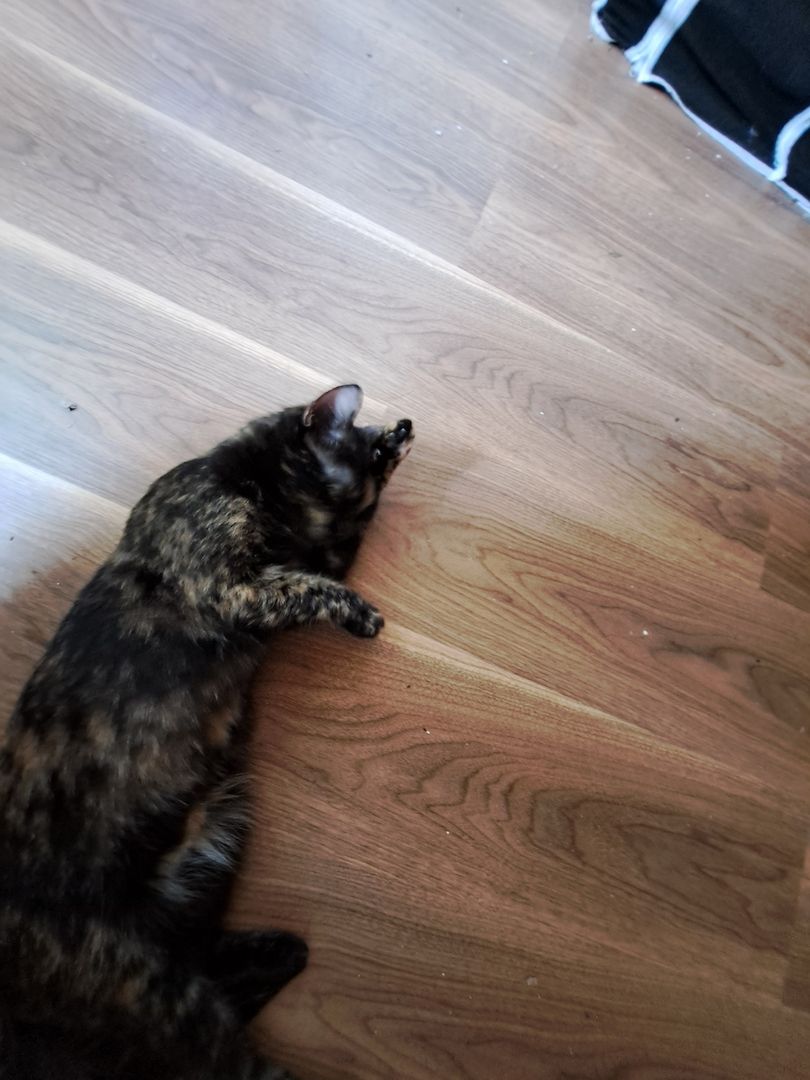 Liebevolles Zuhause gesucht!!!