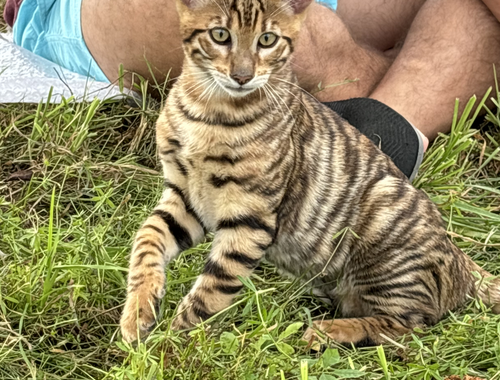 Toyger Kätzchen