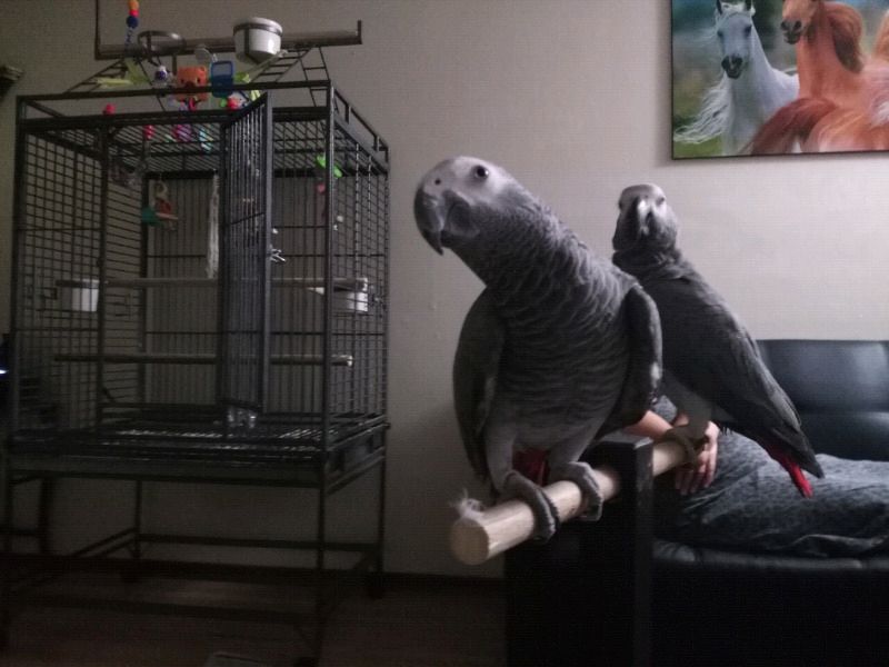 Junge Graupapageien abzugeben Junge Graupapageien abzugeben