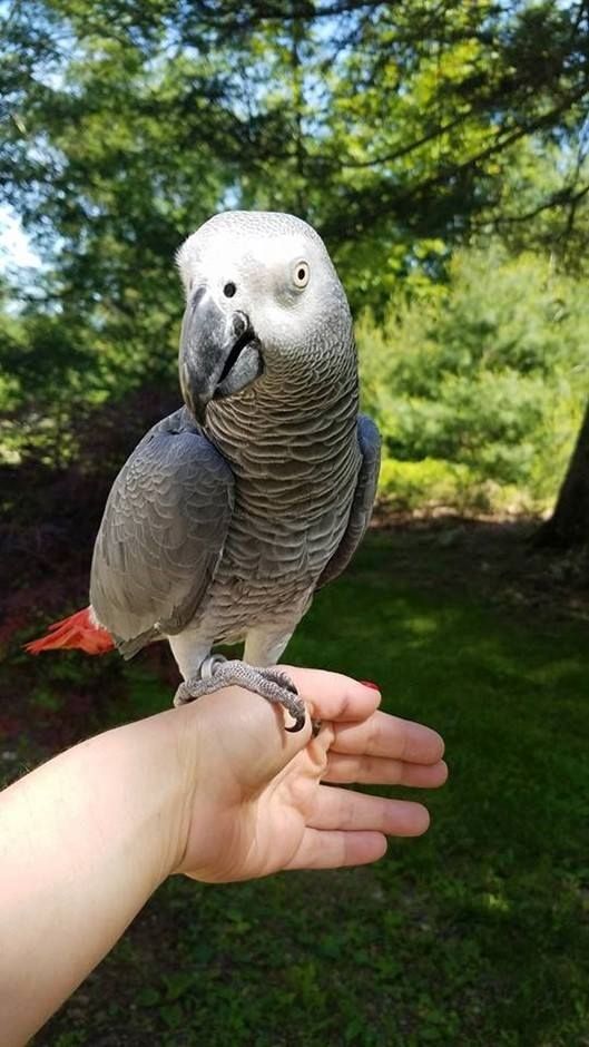 schöne afrikanische graue männliche und weibliche Papageien schöne afrikanische graue männliche und weibliche Papageien