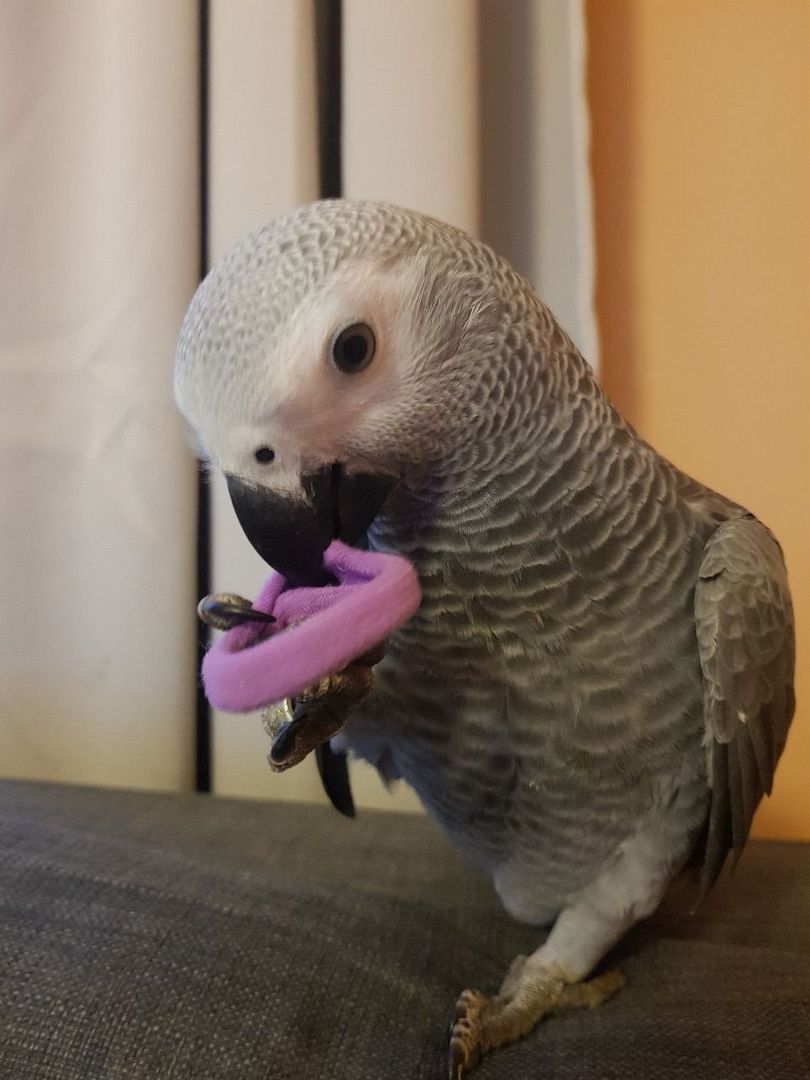 Süße Papageien zur Adoption