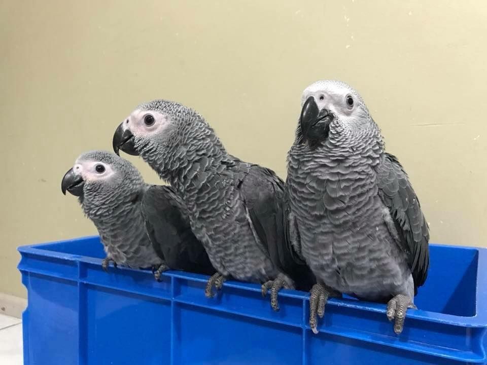 Wir geben noch 3 junge Graupapageien ab sofort ab