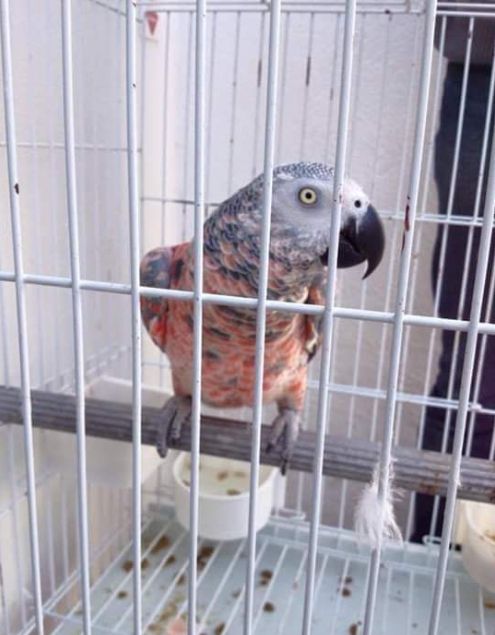 Handzahmer Graupapagei Handzahmer Graupapagei