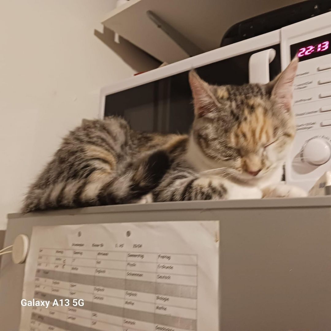 Dringend: Liebevolle Katze sucht neues Zuhause ( Schutzgebühr 180 VB Dringend: Liebevolle Katze sucht neues Zuhause ( Schutzgebühr 180 VB