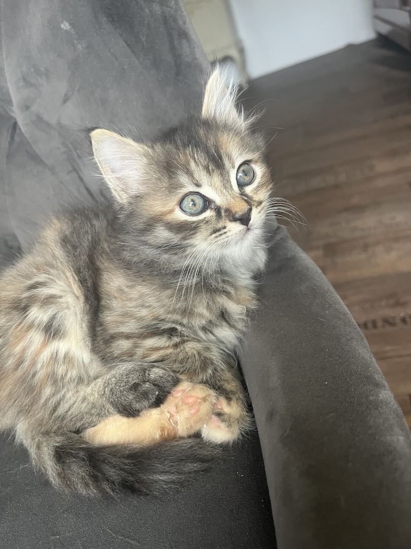 Maincoon Mix Babys