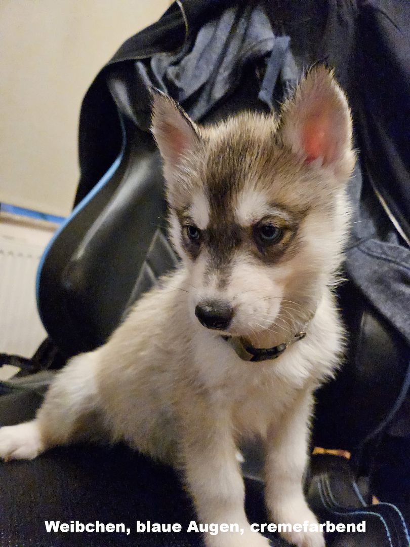 5 reinrassige Siberian Huskies suchen ein neues Zuhause 5 reinrassige Siberian Huskies suchen ein neues Zuhause