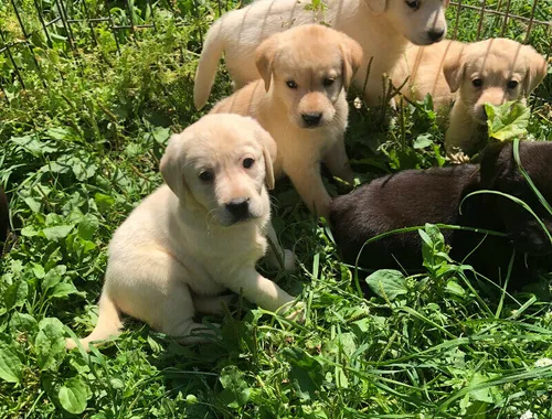 ErhältlichGolden Retriever Welpen mit papieren whatsapp Nummer (+37069673271)