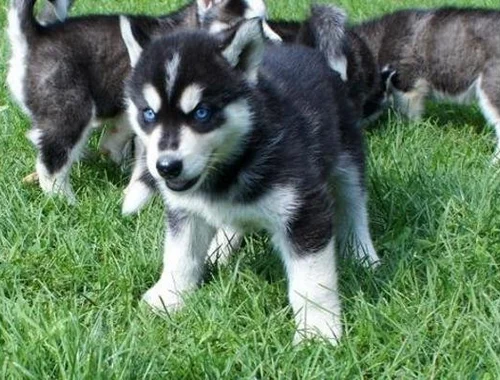 Erhältlich Siberian Husky Welpen mit papieren whatsapp Nummer (+37069673271)