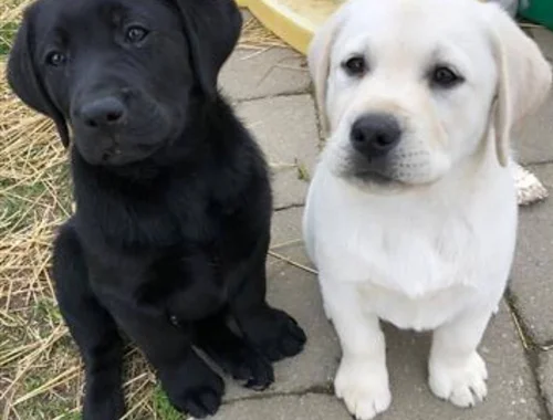 Erhältlich Labrador Welpen mit Papieren whatsapp Nummer (+37069673271)