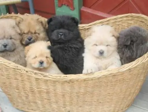 Erhältlich Chow Chow Welpen 4 Jungs und 3 Mädchen mit papieren whatsapp Nummer (+37069673271)