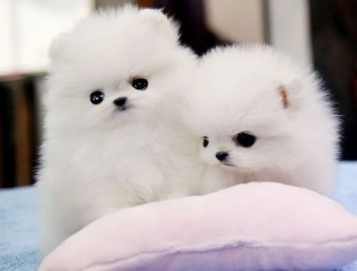 Erhältlich Mini Zwergspitz Pomeranian BOO welpen mit Papieren whatsapp Nummer (+37069673271)