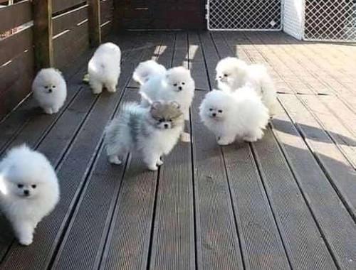 Erhältlich MINI Zwergspitz Pomeranian Welpen mit papieren whatsapp Nummer (+37069673271)