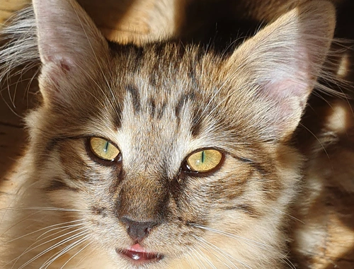 Zoe (evt. mit Grizabella) Norwegische Waldkatze amber non-agouti (bernsteinfarben)