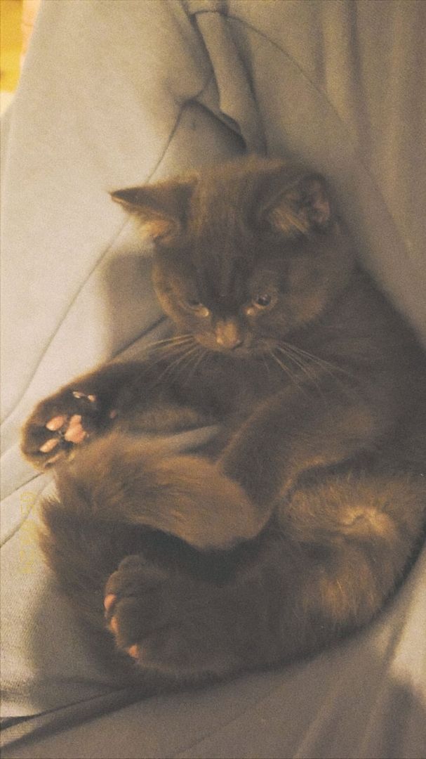 Brauner Britisch Kurzhaar Kitten zu verkaufen – 5 Monate alt Brauner Britisch Kurzhaar Kitten zu verkaufen – 5 Monate alt