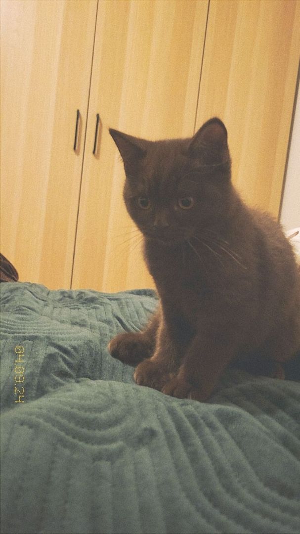 Brauner Britisch Kurzhaar Kitten zu verkaufen – 5 Monate alt Brauner Britisch Kurzhaar Kitten zu verkaufen – 5 Monate alt