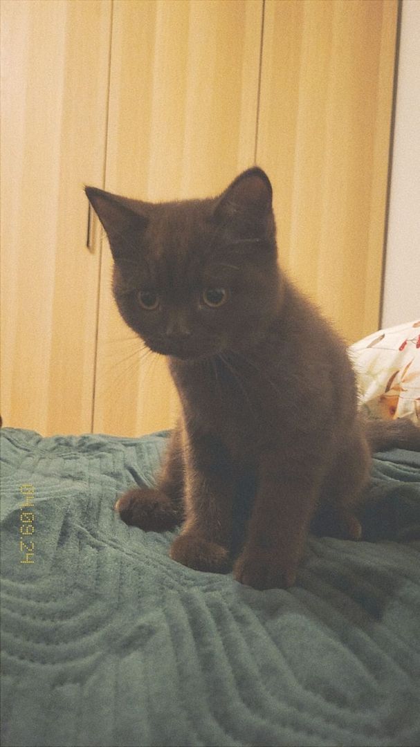 Brauner Britisch Kurzhaar Kitten zu verkaufen – 5 Monate alt Brauner Britisch Kurzhaar Kitten zu verkaufen – 5 Monate alt
