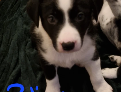 Border Collie Dalmatiner Appenzeller Welpen