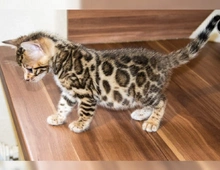 Reinrassige Bengal Kitten