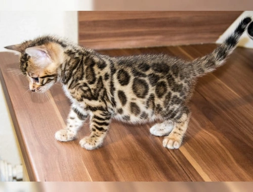 Reinrassige Bengal Kitten