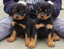 Schöner Rottweiler Welpe abzugeben.