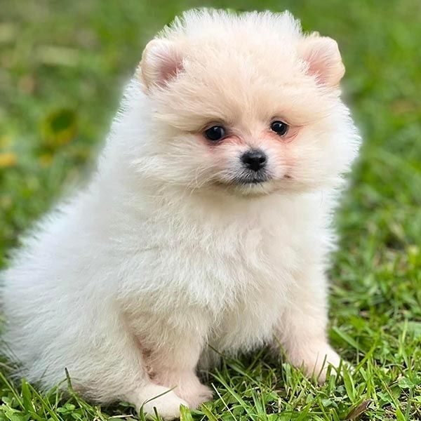 Süsse Pomeranian Welpen suchen ein Zuhause.