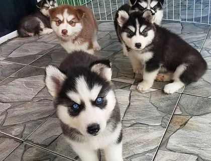 Siberian Husky Welpen zu verkaufen