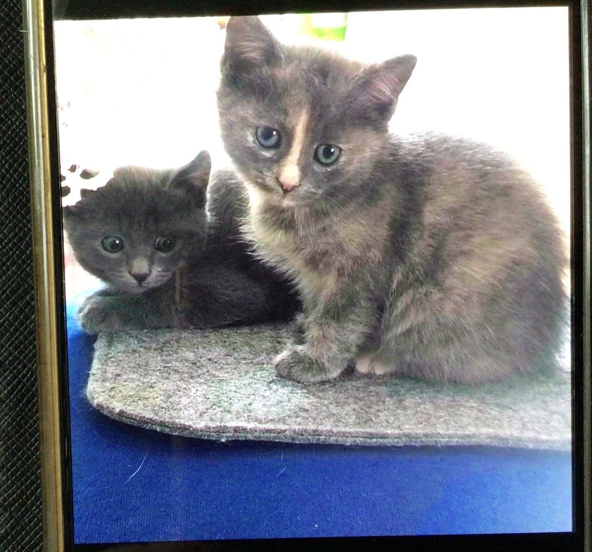 Russisch Blau/ Perser suchen ein neues Zuhause