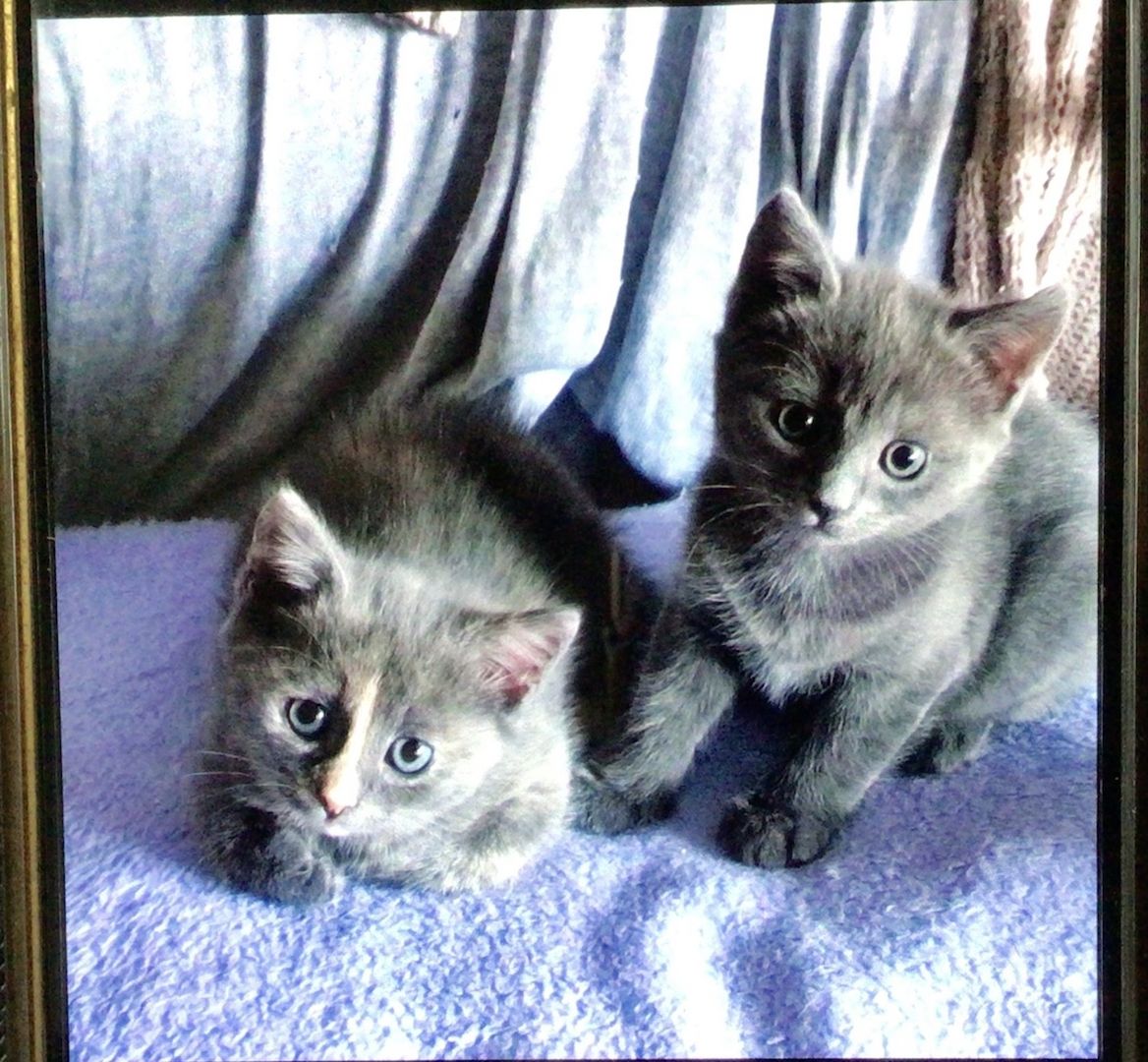 Russisch Blau/ Perser suchen ein neues Zuhause