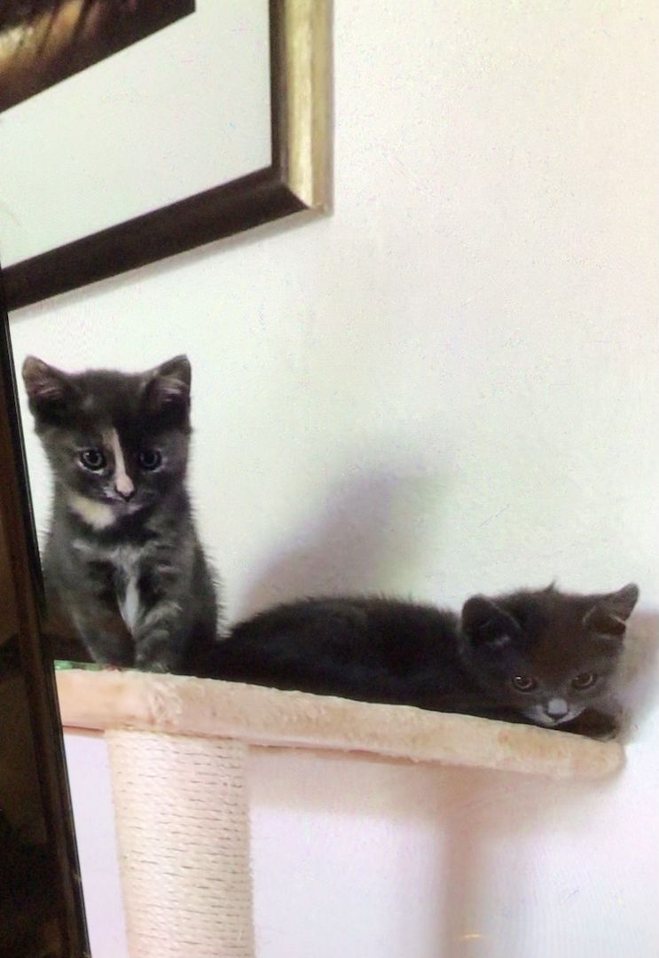 Russisch Blau/ Perser suchen ein neues Zuhause