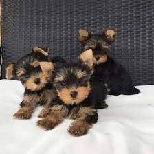 Niedliche Yorkshire Terrier Welpen Niedliche Yorkshire Terrier Welpen