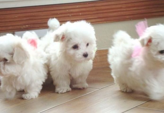 Superkleine MINI Malteser Welpen 12 Wochen Superkleine MINI Malteser Welpen 12 Wochen