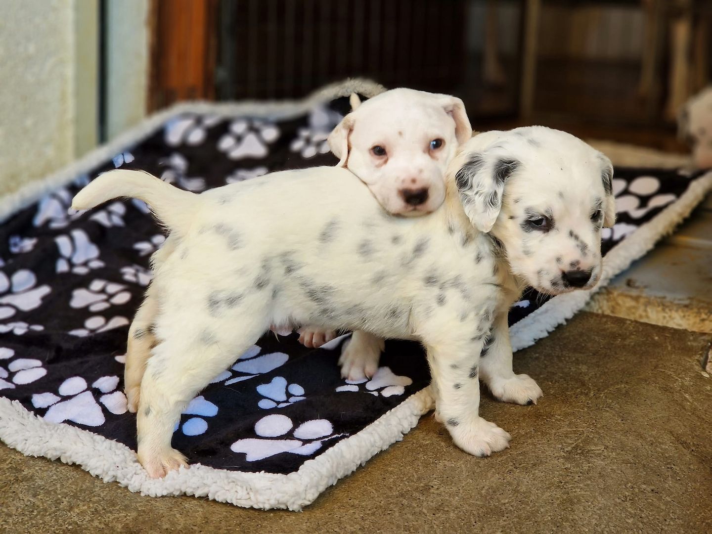 Typvolle Dalmatiner Welpen mit Papieren
