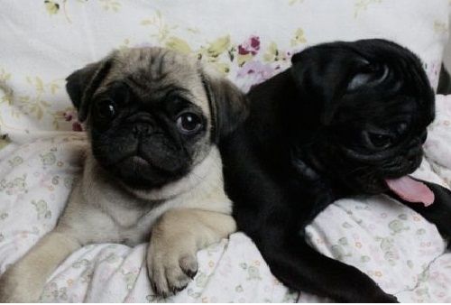 Perfekte Mops Welpen 12 Wochen Alt Perfekte Mops Welpen 12 Wochen Alt