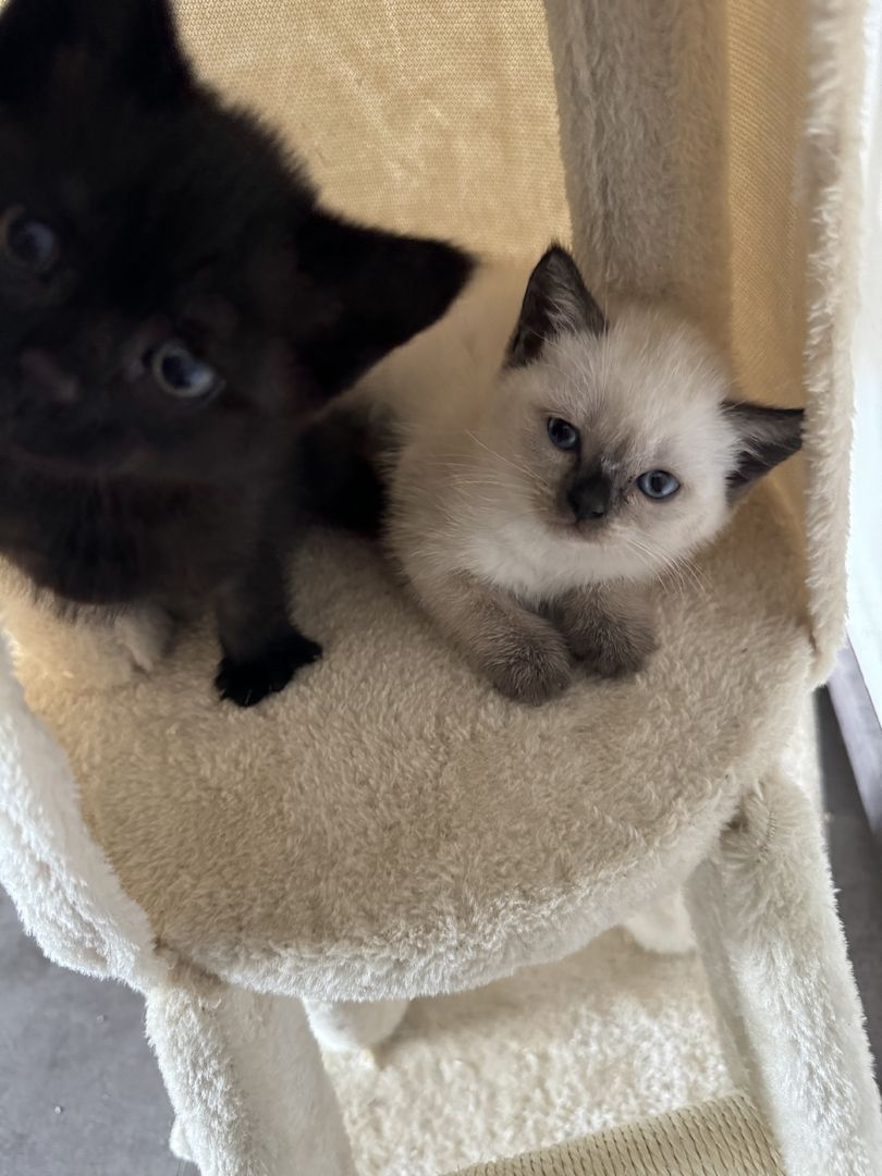 Kitten  zuverkaufen Kitten  zuverkaufen