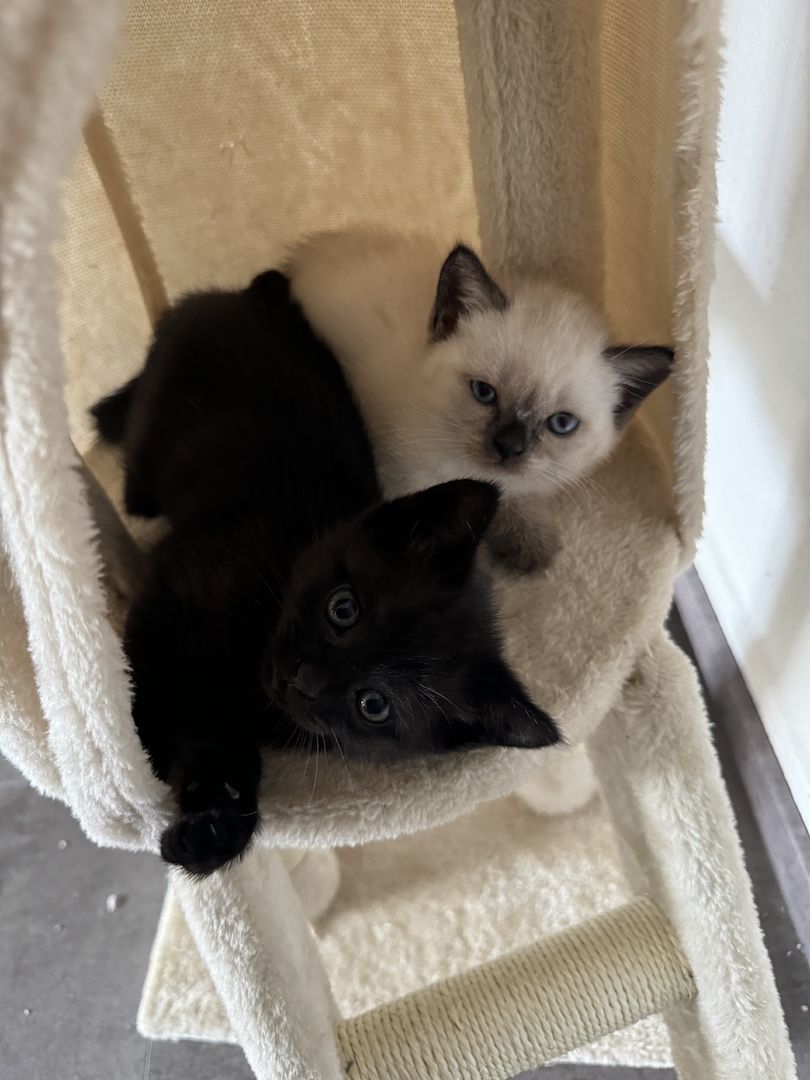 Kitten  zuverkaufen Kitten  zuverkaufen