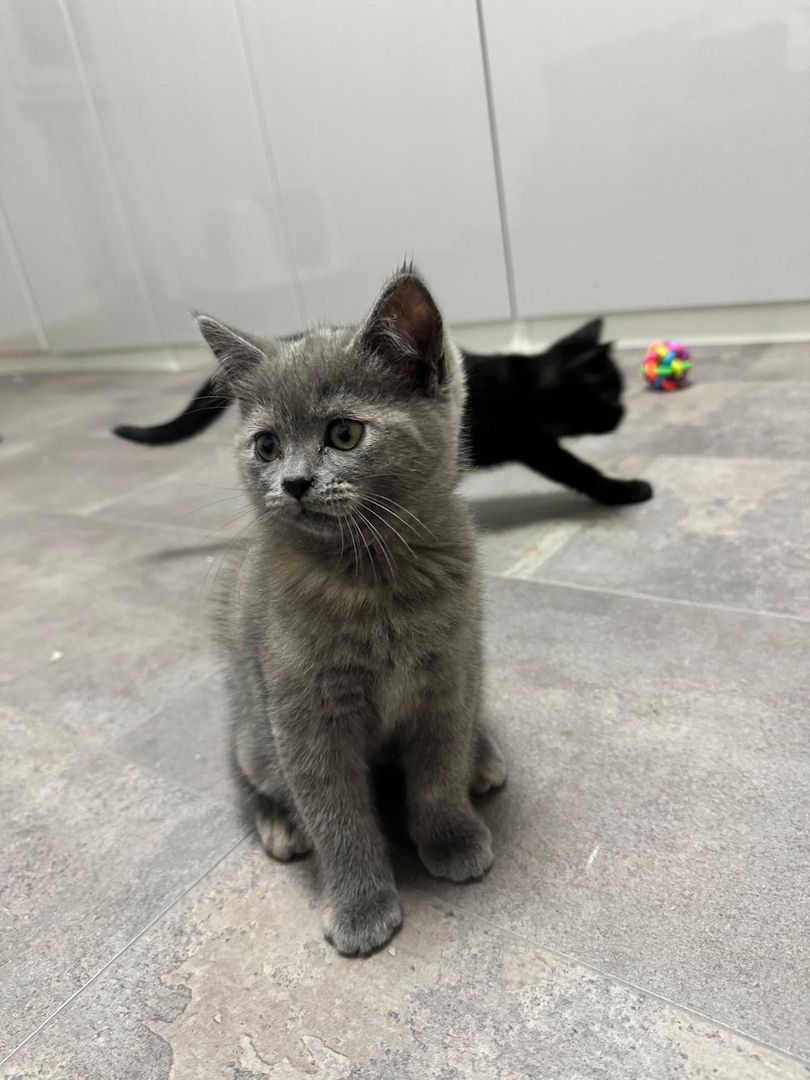 Kitten  zuverkaufen Kitten  zuverkaufen