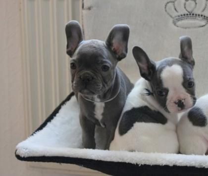 Französische Bulldoggen Welpen Blue/ Blau mit Papieren Französische Bulldoggen Welpen Blue/ Blau mit Papieren