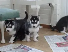 Reinrassige Siberian Husky Welpen zu verkaufen