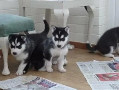 Reinrassige Siberian Husky Welpen zu verkaufen