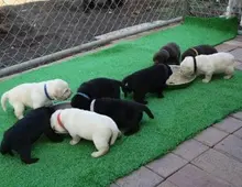 Wunderschöne Labrador Welpen mit Papieren