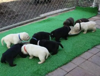 Wunderschöne Labrador Welpen mit Papieren