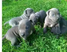 American Pit Bull Terrier Welpen Blueline